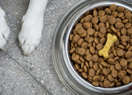 Pomozite starijem barbi iz Vodica: Ne traži ništa za sebe, samo hranu za svog psa