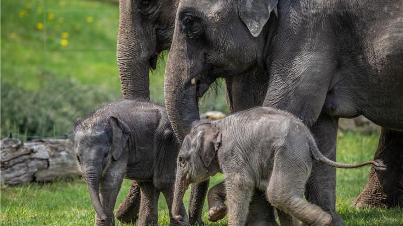 Prvi put u 80 godina na Šri Lanki na svijet došli slonići blizanci