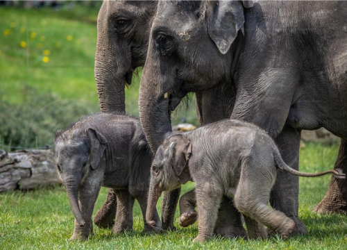 Prvi put u 80 godina na Šri Lanki na svijet došli slonići blizanci