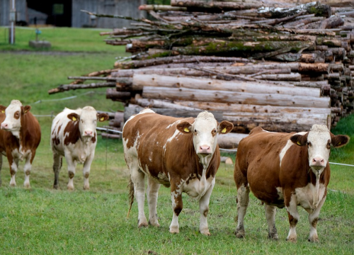 Vlajčić: Bedrenica je pod kontrolom, imali smo i konstruktivan sastanak sa stočarima