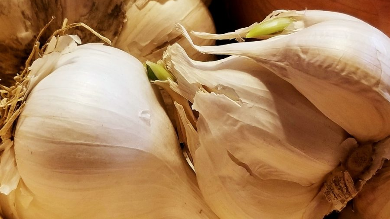 Je li sigurno za kuhanje koristiti češnjak koji je proklijao?