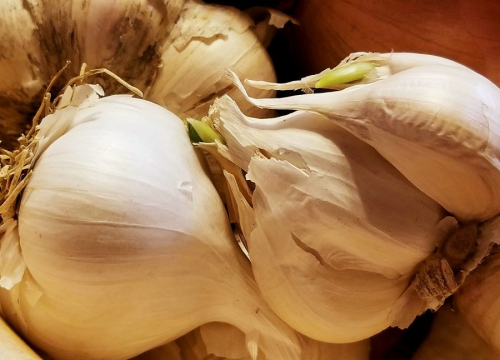 Je li sigurno za kuhanje koristiti češnjak koji je proklijao?