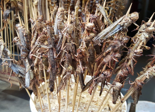 Skakavci dodani ličinkama na europski popis hrane