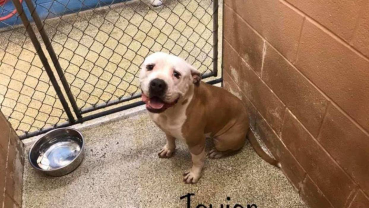 Prestrašno: Roditelji ostavili psa u azilu da kazne sina koji nije htio učiti!