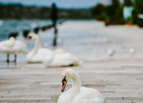 Fotografija 2 - Jako jugo smeta svima: Labudovi se prebacili na rivu, nema odmora na uzburkanom moru