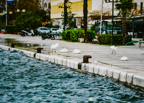Fotografija 3 - Jako jugo smeta svima: Labudovi se prebacili na rivu, nema odmora na uzburkanom moru