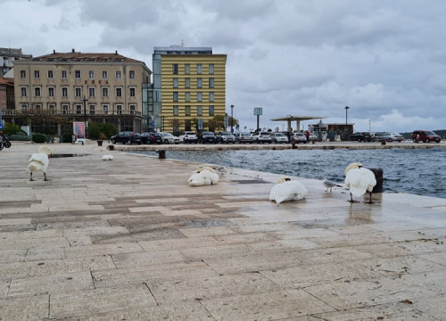 Fotografija 5 - Jako jugo smeta svima: Labudovi se prebacili na rivu, nema odmora na uzburkanom moru