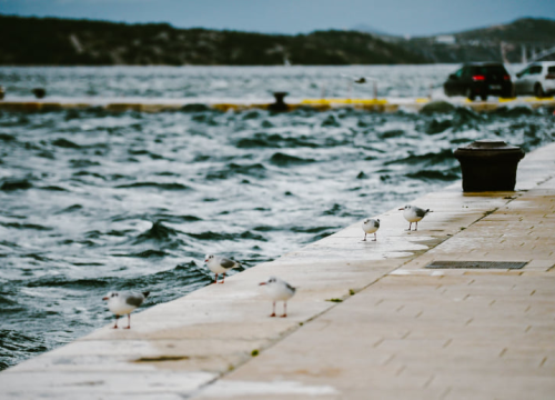 Fotografija 7 - Jako jugo smeta svima: Labudovi se prebacili na rivu, nema odmora na uzburkanom moru