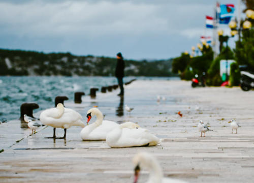 Fotografija 6 - Jako jugo smeta svima: Labudovi se prebacili na rivu, nema odmora na uzburkanom moru