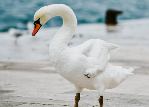Fotografija 8 - Jako jugo smeta svima: Labudovi se prebacili na rivu, nema odmora na uzburkanom moru