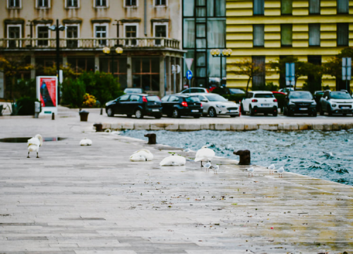 Fotografija 10 - Jako jugo smeta svima: Labudovi se prebacili na rivu, nema odmora na uzburkanom moru