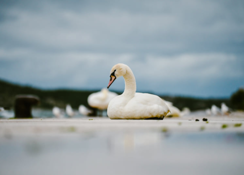 Fotografija 12 - Jako jugo smeta svima: Labudovi se prebacili na rivu, nema odmora na uzburkanom moru
