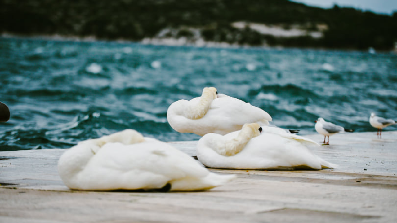 Jako jugo smeta svima: Labudovi se prebacili na rivu, nema odmora na uzburkanom moru
