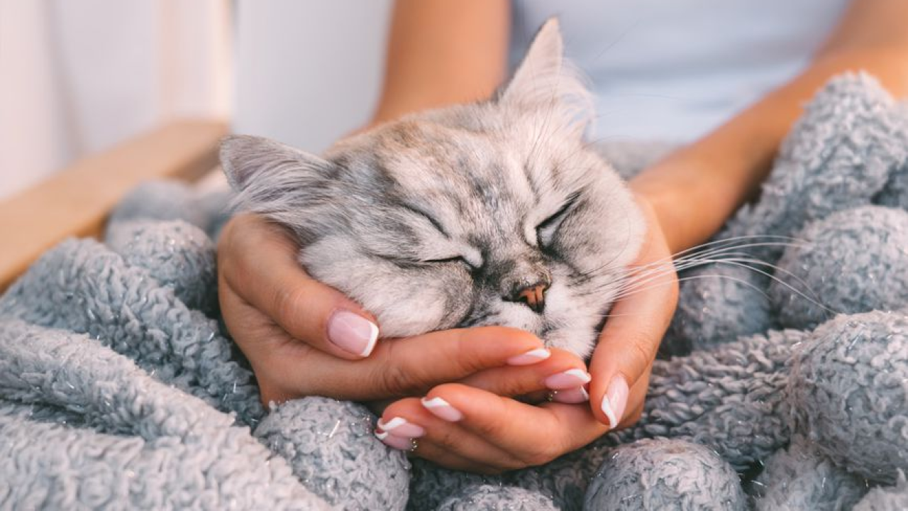 12 znakova kojima vam mačka pokazuje svoju ljubav