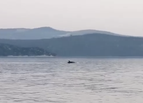 Dupin snimljen kod Krapnja dok razigrano pliva prema zalasku