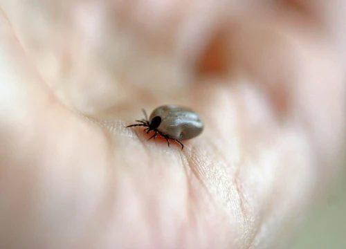 Počela sezona krpelja: Evo savjeta kako se zaštiti i što učiniti ako vas ugrize