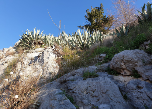 Agave i stijene podno sv. Mihovila ugrožavaju dvije kuće i nekoliko obitelji