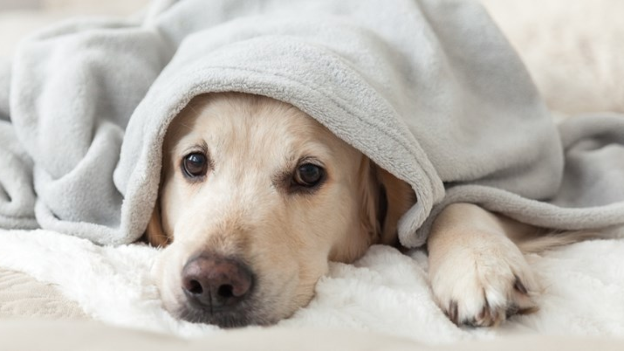 Ovo je pet simptoma depresije kod pasa