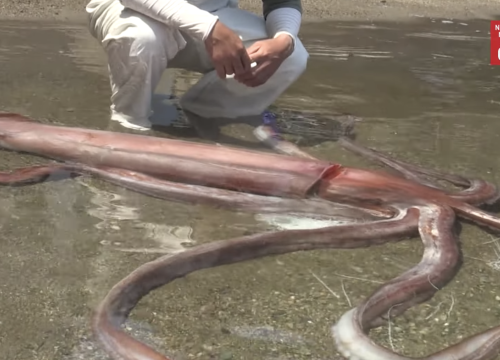 Grdosija za ručak: Divovska lignja duga 3,35 metara isplivala na obalu, prevezena u akvarij!