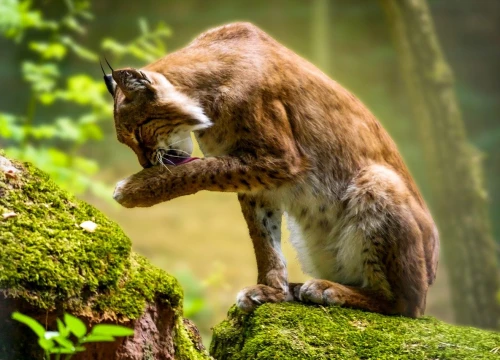 U osječki ZOO vrt stigli lav i crveni ris, alpaka i kornjače su još na carini