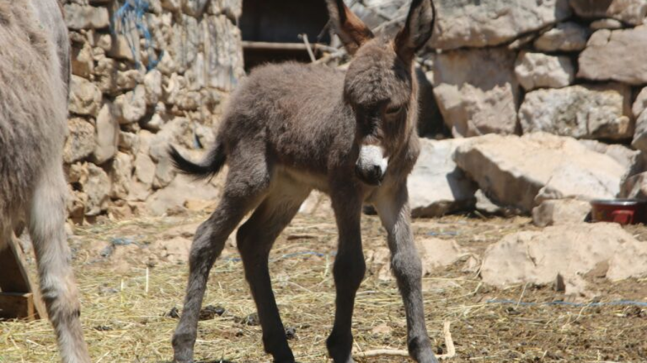 Slavni Miško dobio prvo unuče: Đurđa je oždrijebila Cvitu