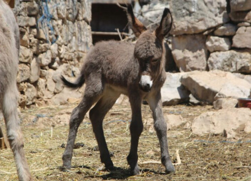 Slavni Miško dobio prvo unuče: Đurđa je oždrijebila Cvitu