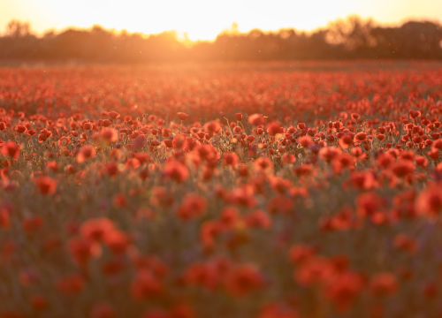 Veliki tjedni horoskop: Najsretniji znakovi će biti Rak, Lav i Strijelac