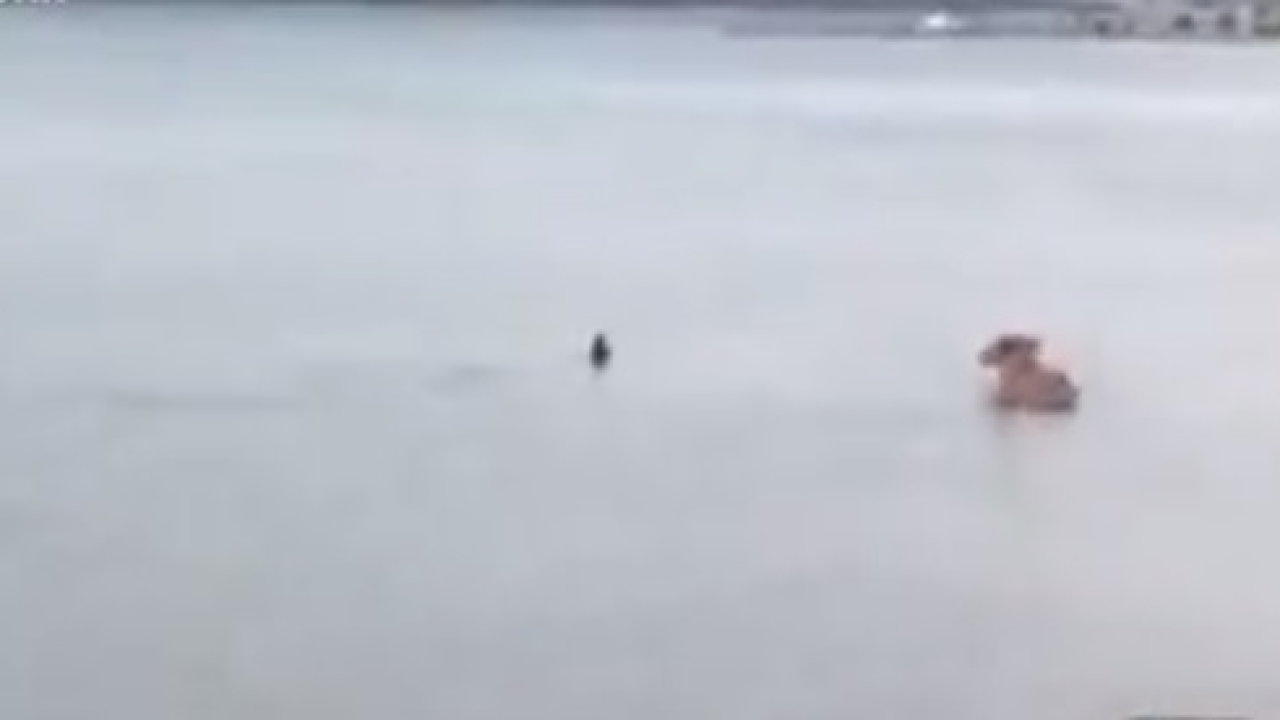 Oči u oči s modruljom: Susret morskog i 'kopnenog' psa u Pirovcu