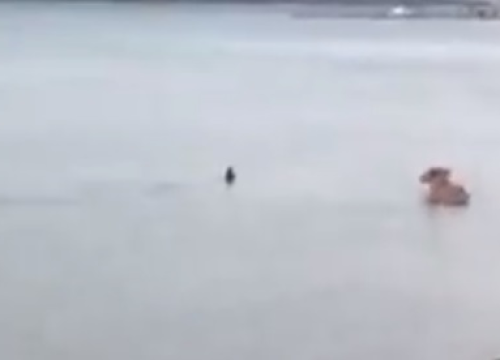 Oči u oči s modruljom: Susret morskog i 'kopnenog' psa u Pirovcu