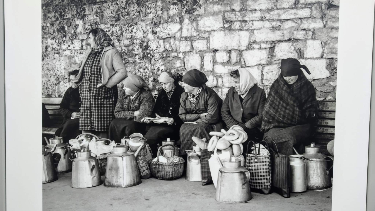 Šibenski leksikon: Ono mrtvo puvalo nije stalo mlit o mrlišu mlikarica, nek mola više