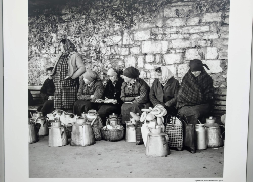 Šibenski leksikon: Ono mrtvo puvalo nije stalo mlit o mrlišu mlikarica, nek mola više