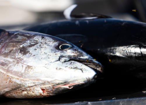 Fotografija 17 - Posjetite besplatnu radionicu o zaštiti ribe i očuvanju ribljeg fonda u Jezerima!
