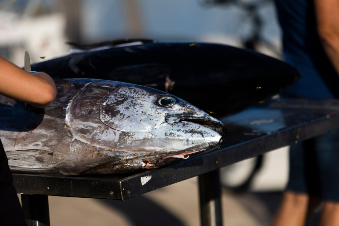 Posjetite besplatnu radionicu o zaštiti ribe i očuvanju ribljeg fonda u Jezerima!