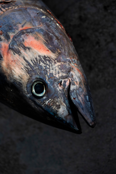 Posjetite besplatnu radionicu o zaštiti ribe i očuvanju ribljeg fonda u Jezerima!