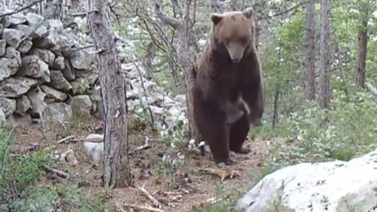 Kako je sladak! Medo u NP Sjeverni Velebit snimljen kako se češe o stablo
