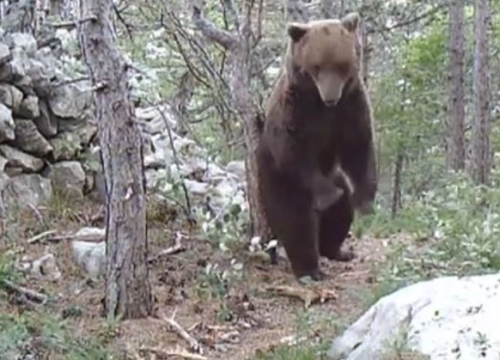Kako je sladak! Medo u NP Sjeverni Velebit snimljen kako se češe o stablo