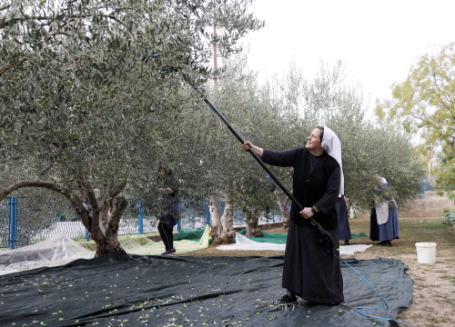 Šibenske časne zajedno s prijateljima beru masline u svojem malom masliniku