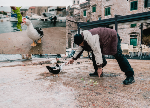 Patak Mile je dolački mezimac, labudovi nisu dobrodošli: ‘Posla bi ih kod britanske kraljice’
