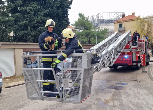 Fotografija 3 - Vatrogasci sa čempresa na Baldekinu spasili macu: Na intervenciju stigli za desetak minuta