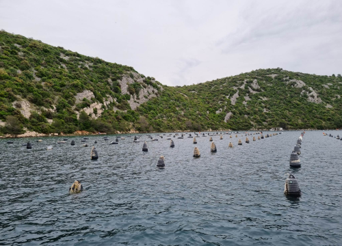 Fotografija 3 - Mile Ćoran, školjkar: 'Kad u nešto uložiš puno truda i ljubavi to će ti se višestruko isplatiti'