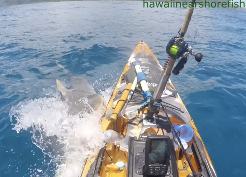 Stravičan prizor: Morski pas napao kajakaša dok je lovio ribu