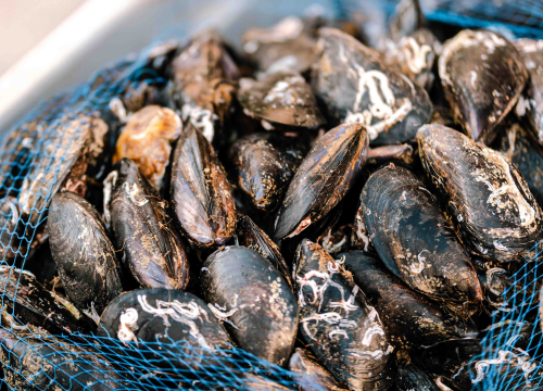 Fotografija 4 - Guštajte u spoju dvije delicije na gastro događaju 'Pidoća & Debit se vole'!