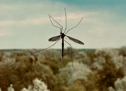 Na području Vodica zaprašivanje protiv komaraca