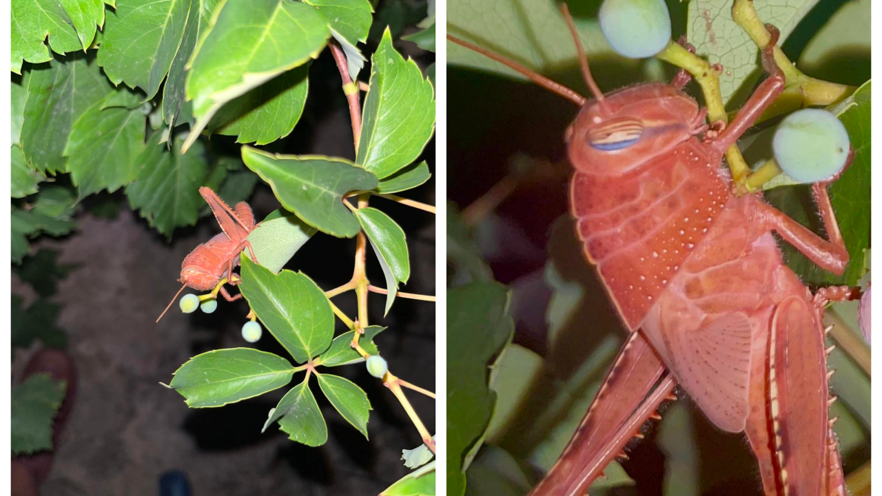 U Dubravi kraj Šibenika snimljen rozi skakavac: 'Riječ je o ne tako rijetkoj genetskoj mutaciji'