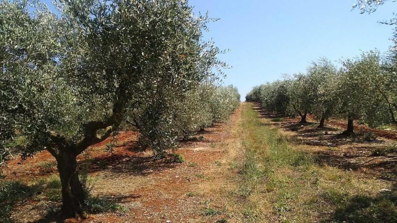 Masline koje liječe: Branitelji oboljeli od PTSP-a i ove će godine u berbu u zaleđu Pirovca