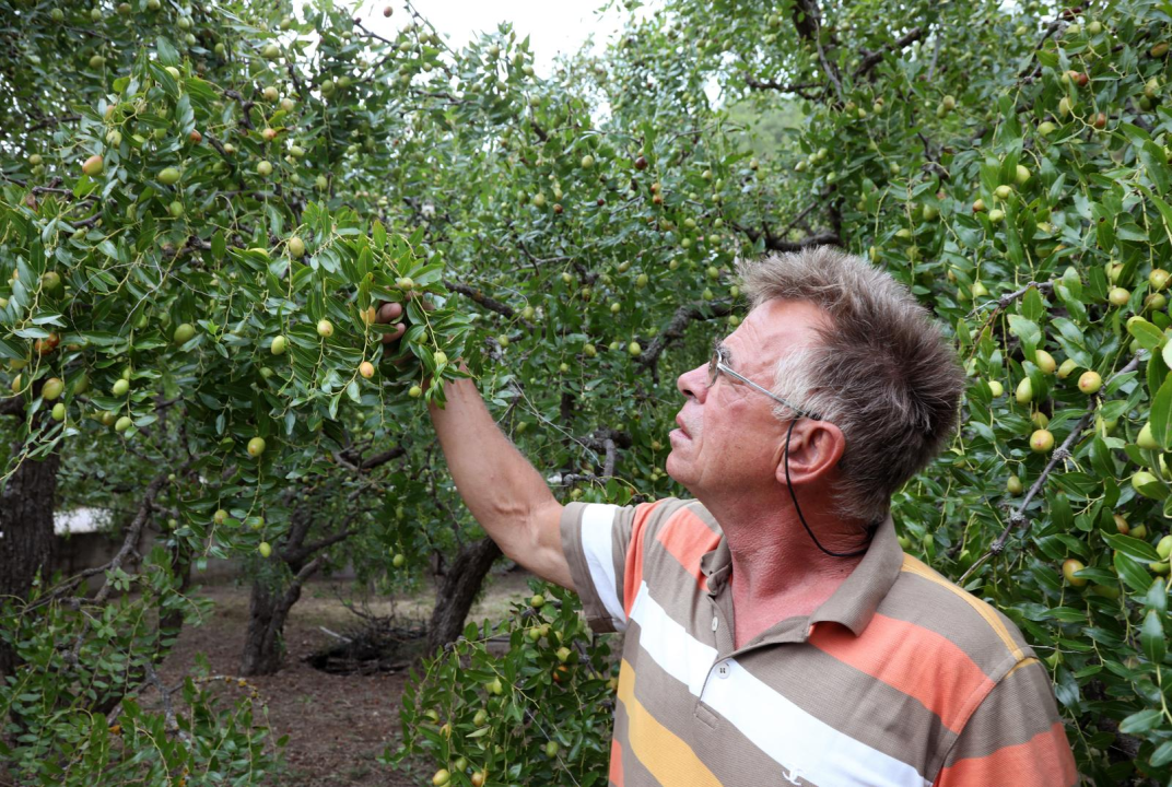 U Skradinu počela berba žižula: Zovu je i čičindra, kineska datula...