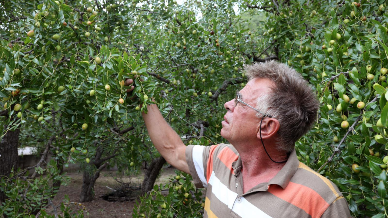 U Skradinu počela berba žižula: Zovu je i čičindra, kineska datula...