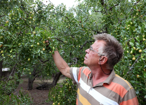 Fotografija 1 - U Skradinu počela berba žižula: Zovu je i čičindra, kineska datula...