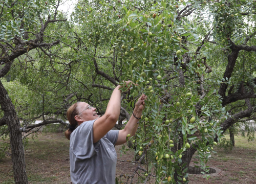 Fotografija 2 - U Skradinu počela berba žižula: Zovu je i čičindra, kineska datula...