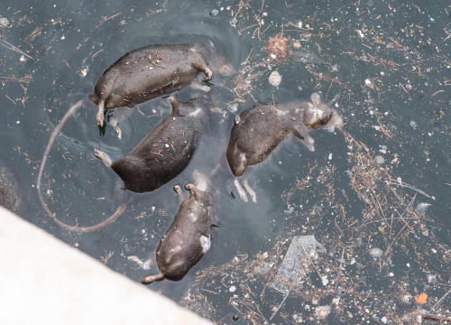 U četvrtak jesenska deratizacija u Primoštenu: Ne dirajte mamce, zaštitite ljubmice